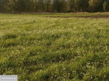 Działka rolna Sierosław. Zdjęcie 2