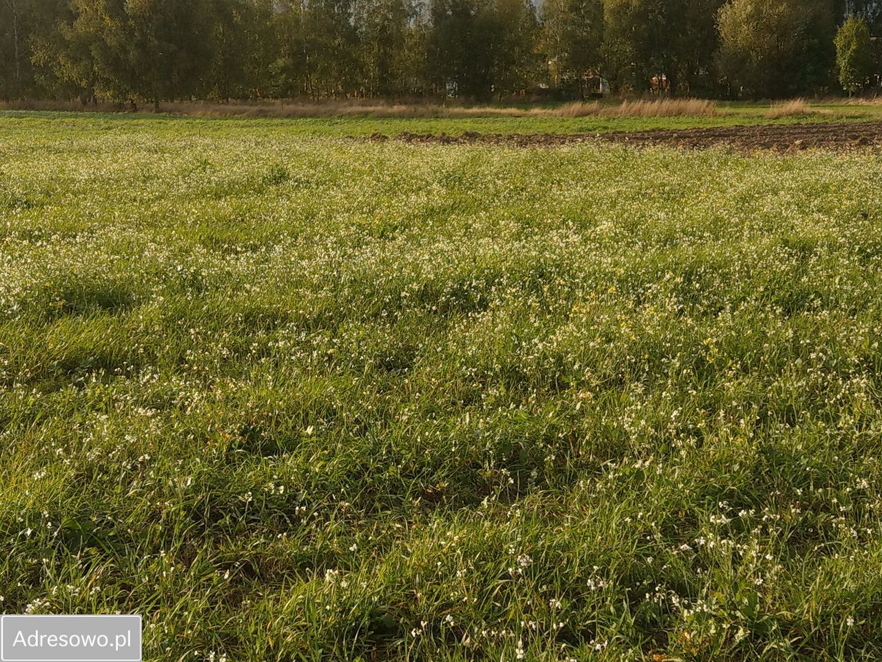 Działka rolna Sierosław. Zdjęcie 3
