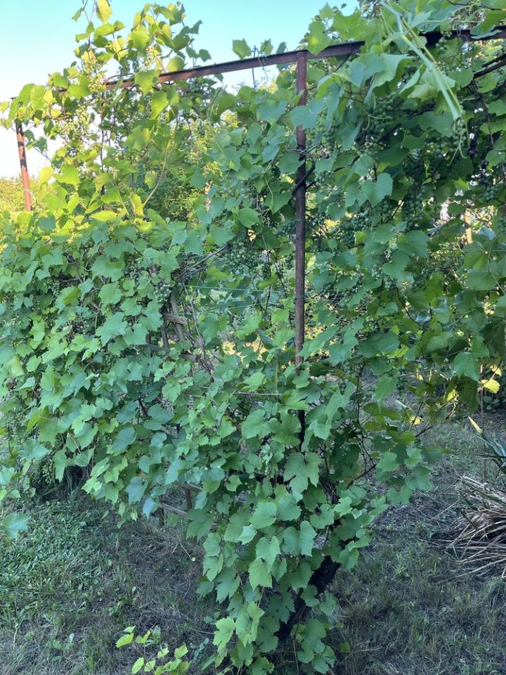 Działka rod Droszków. Zdjęcie 7