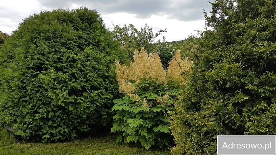 Działka rod Gdynia Cisowa, ul. Hutnicza. Zdjęcie 6