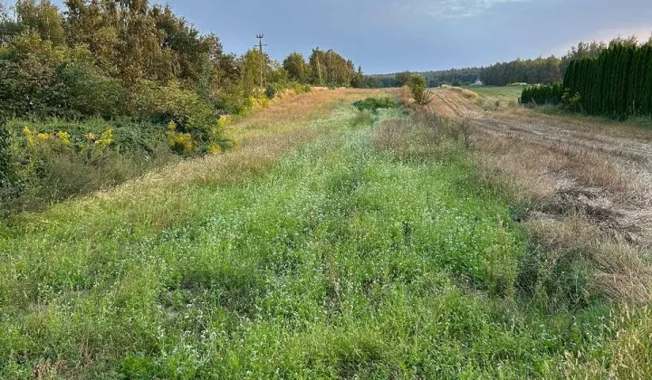 Działka rolno-budowlana Wierzchlas, ul. Leśna