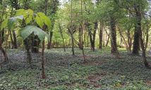 Działka budowlana Sokolniki-Las, ul. Zwycięska. Zdjęcie 2