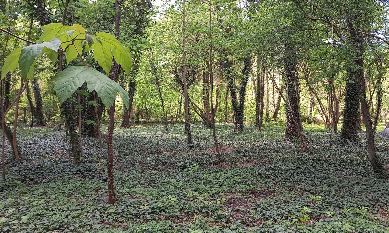 Działka budowlana Sokolniki-Las, ul. Zwycięska. Zdjęcie 3