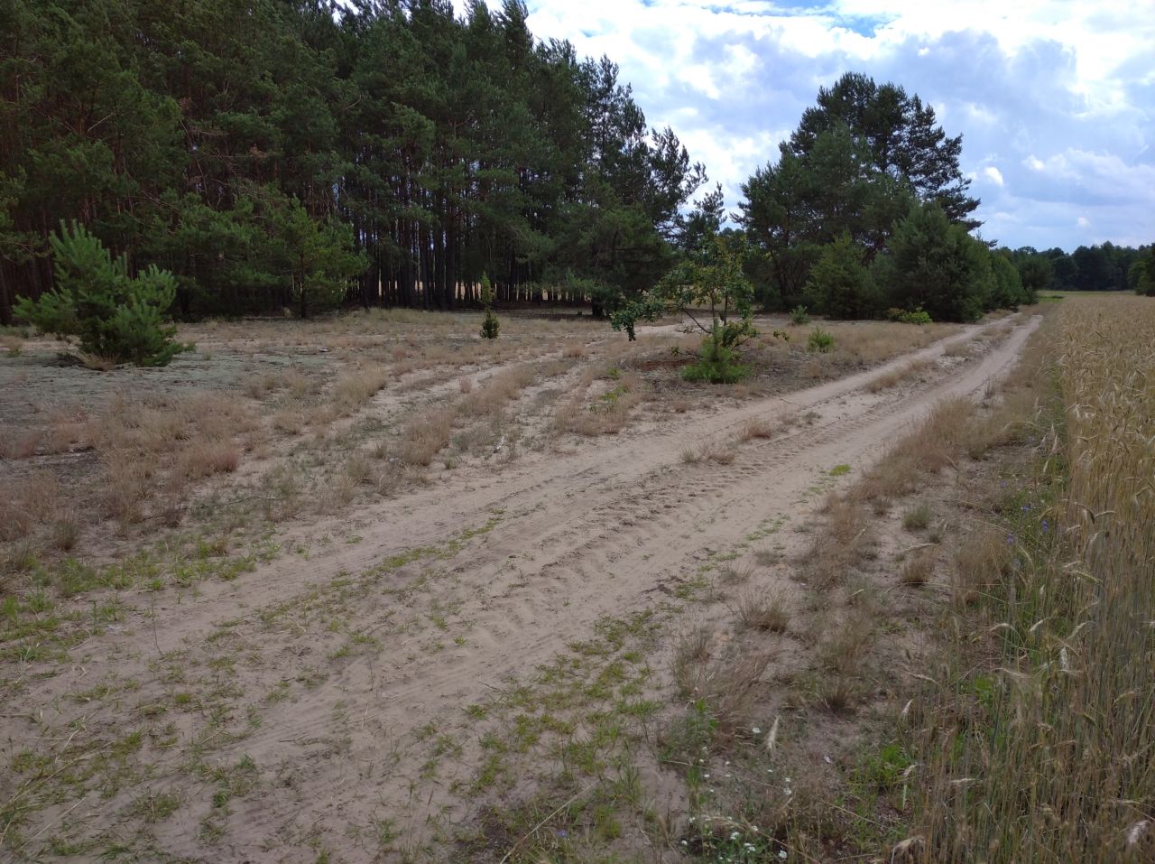 Działka rolno-budowlana Kiciny