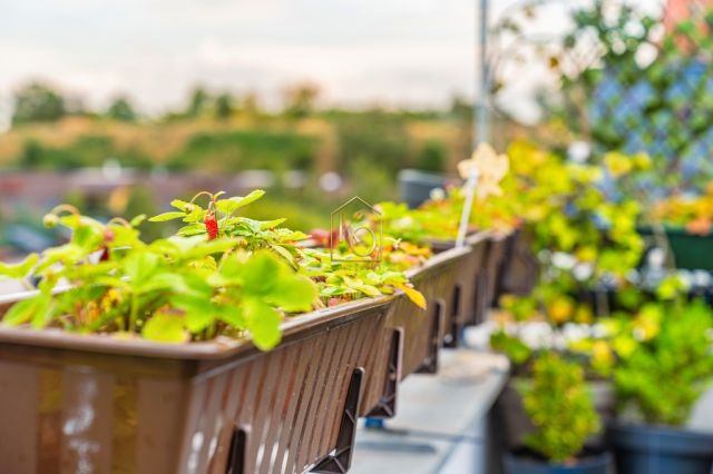 Mieszkanie 4-pokojowe Wrocław Gaj, ul. Radkowska. Zdjęcie 20