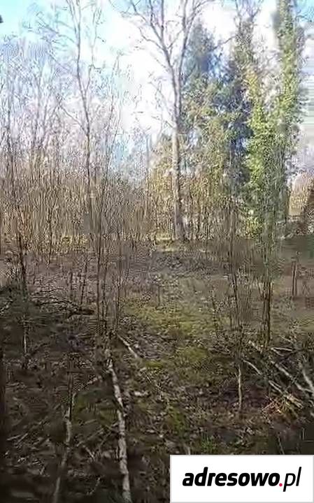 Działka Ostrów. Zdjęcie 5