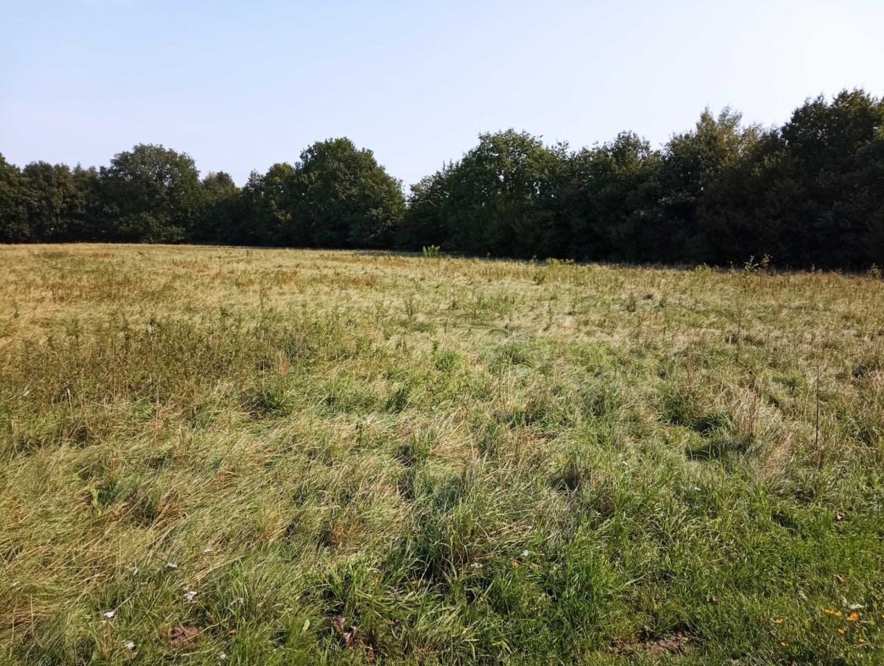 Działka rolna Objazda. Zdjęcie 4