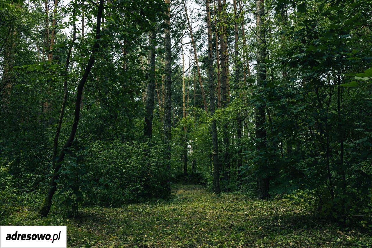 Działka leśna Młynarze. Zdjęcie 5