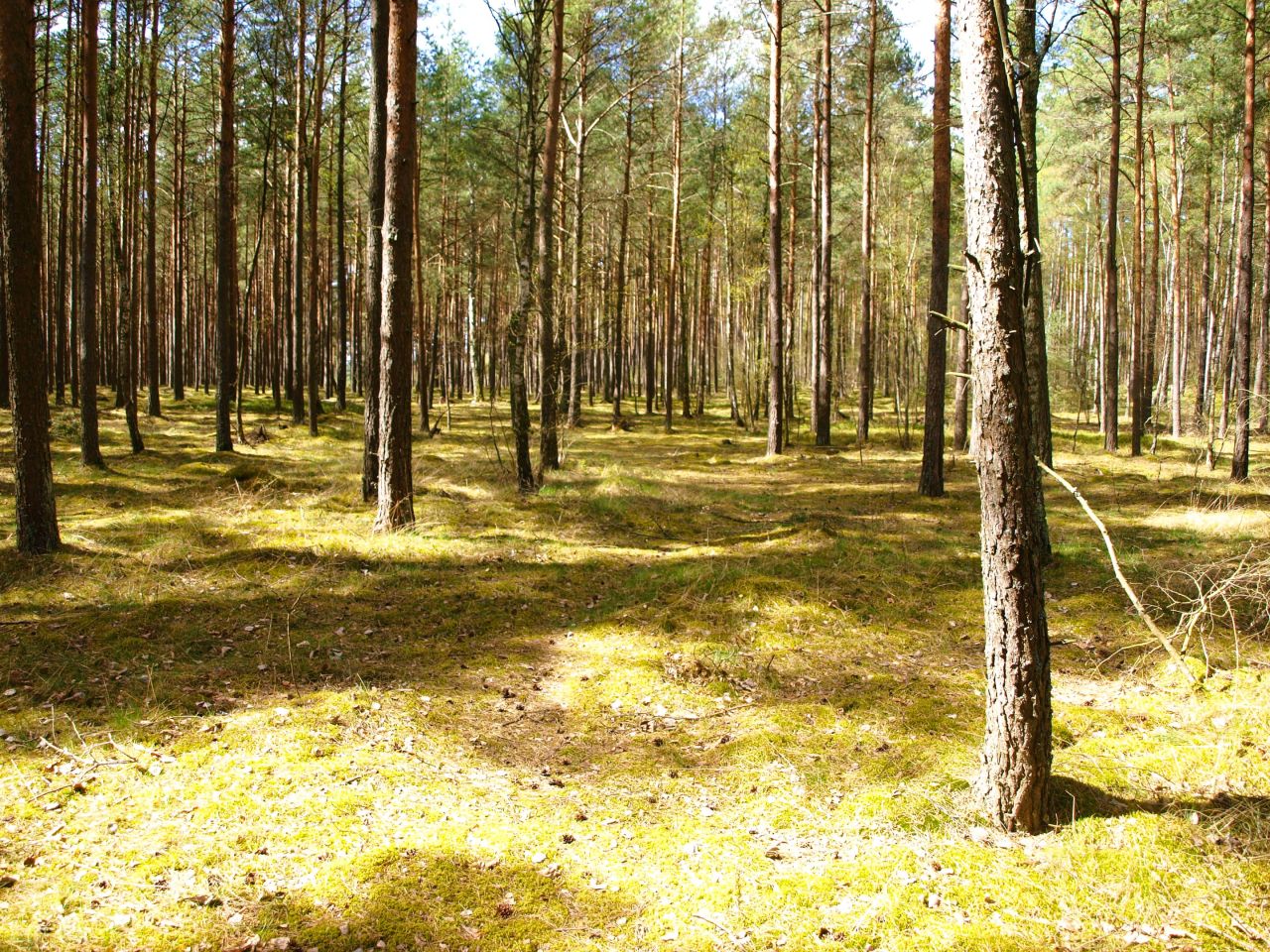 Działka rekreacyjna Lipy. Zdjęcie 16