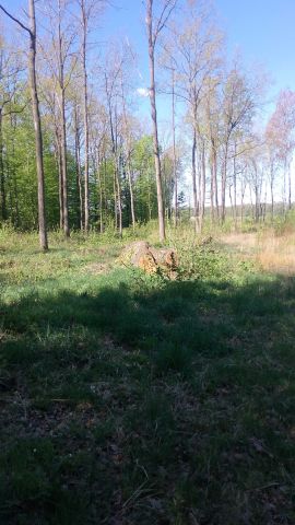 Działka leśna Łubin Rudołty. Zdjęcie 1