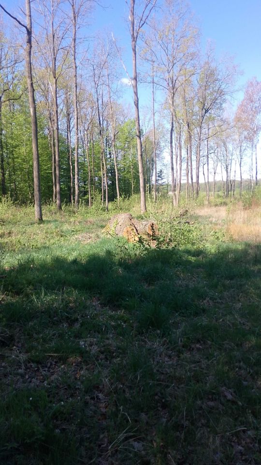 Działka leśna Łubin Rudołty