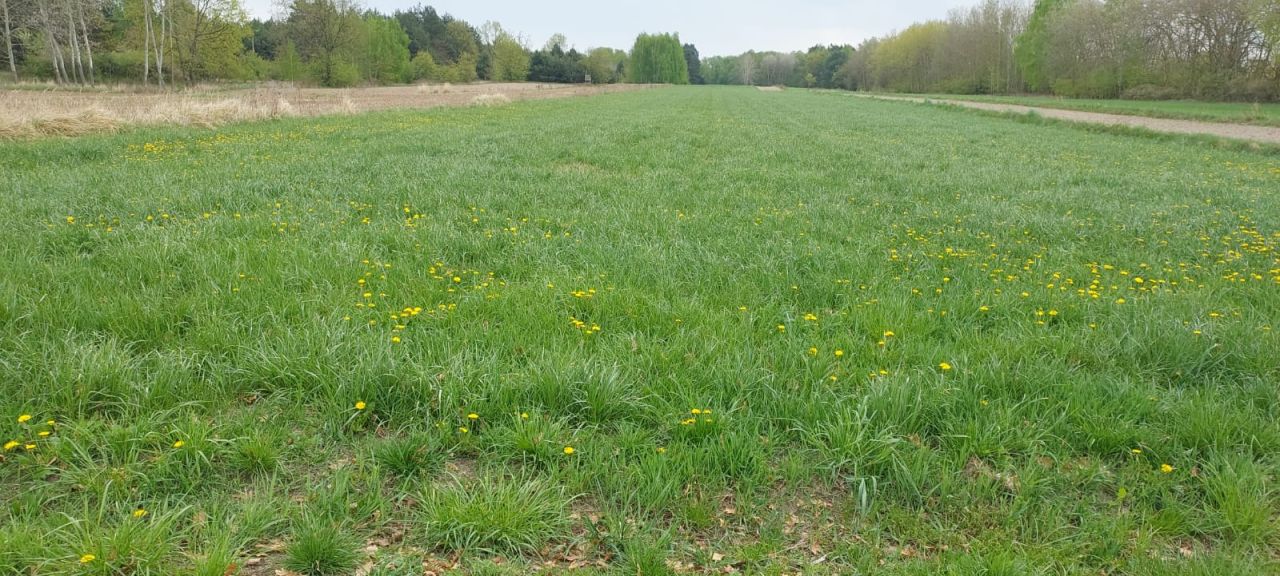 Działka rolna Budy Iłowskie. Zdjęcie 2