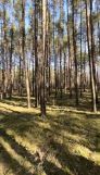 Działka leśna Inowłódz. Zdjęcie 1