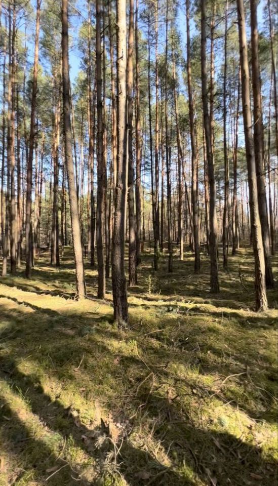 Działka leśna Inowłódz. Zdjęcie 2
