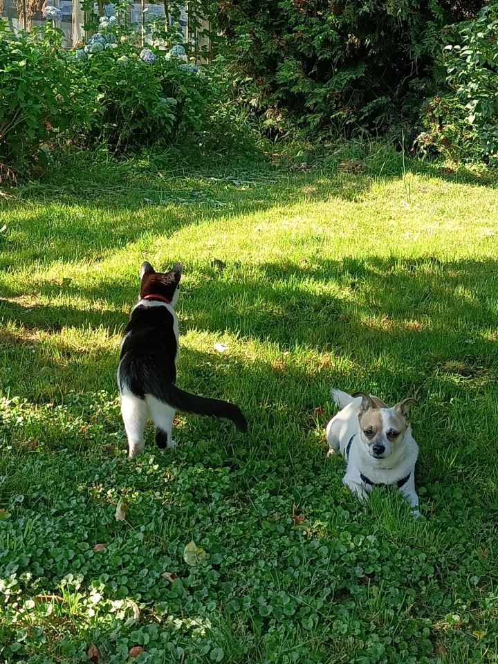 Działka rod Świnoujście Paprotno, ul. Krzywa. Zdjęcie 7