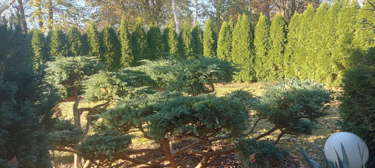 Działka rod Koninko. Zdjęcie 5