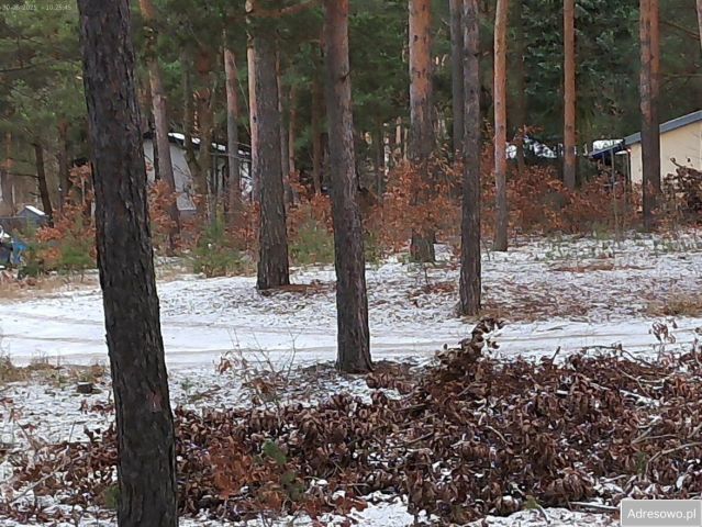 Działka leśna Marynino. Zdjęcie 1