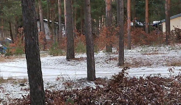 Działka leśna Marynino