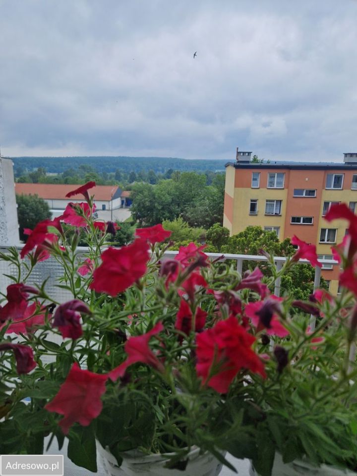 Mieszkanie 3-pokojowe Skarżysko-Kamienna, ul. Konopnickiej. Zdjęcie 17