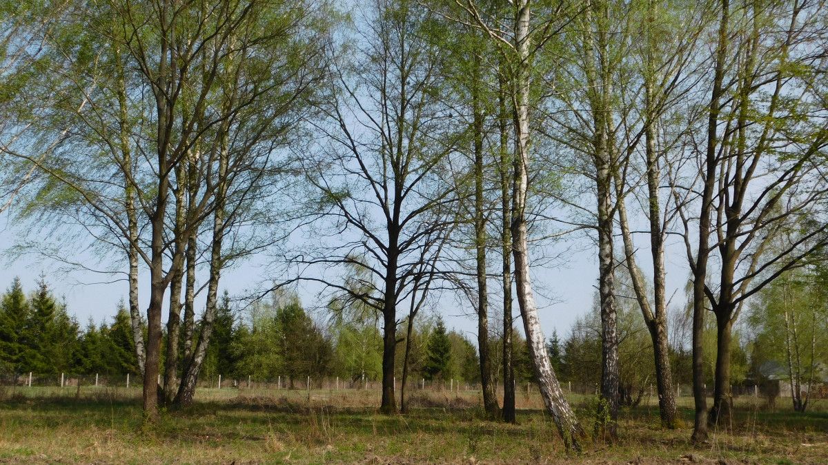 Działka budowlana Chojnów, ul. Graniczka. Zdjęcie 2