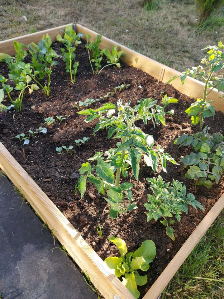 Działka rod Sosnowiec Klimontów, ul. Gabrieli Zapolskiej. Zdjęcie 5