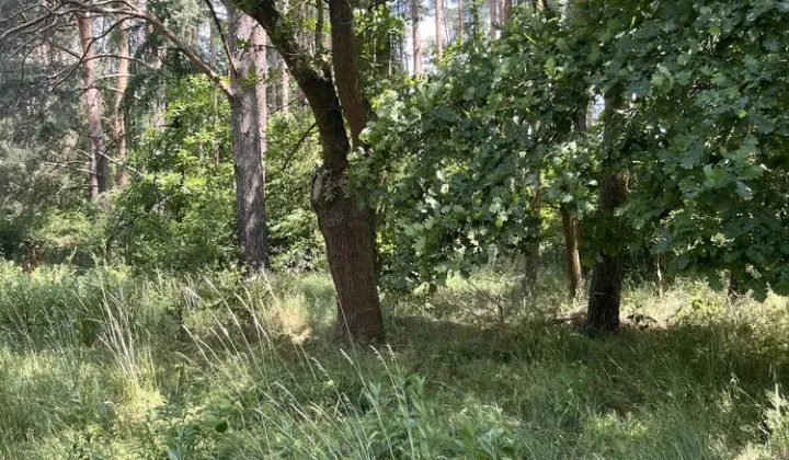 Działka rolna Pęgów, ul. Na Polance