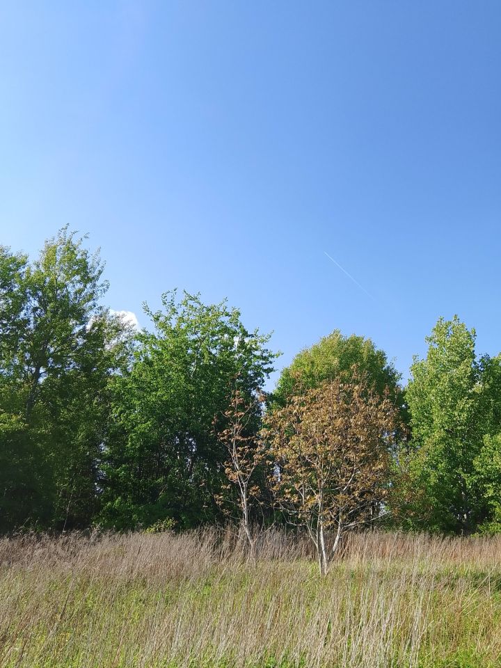 Działka budowlana Jabłonna Pierwsza. Zdjęcie 15