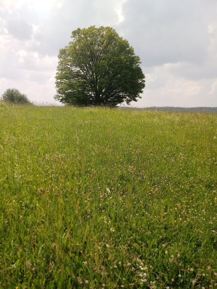 Działka rolno-budowlana Sochy Góra. Zdjęcie 7