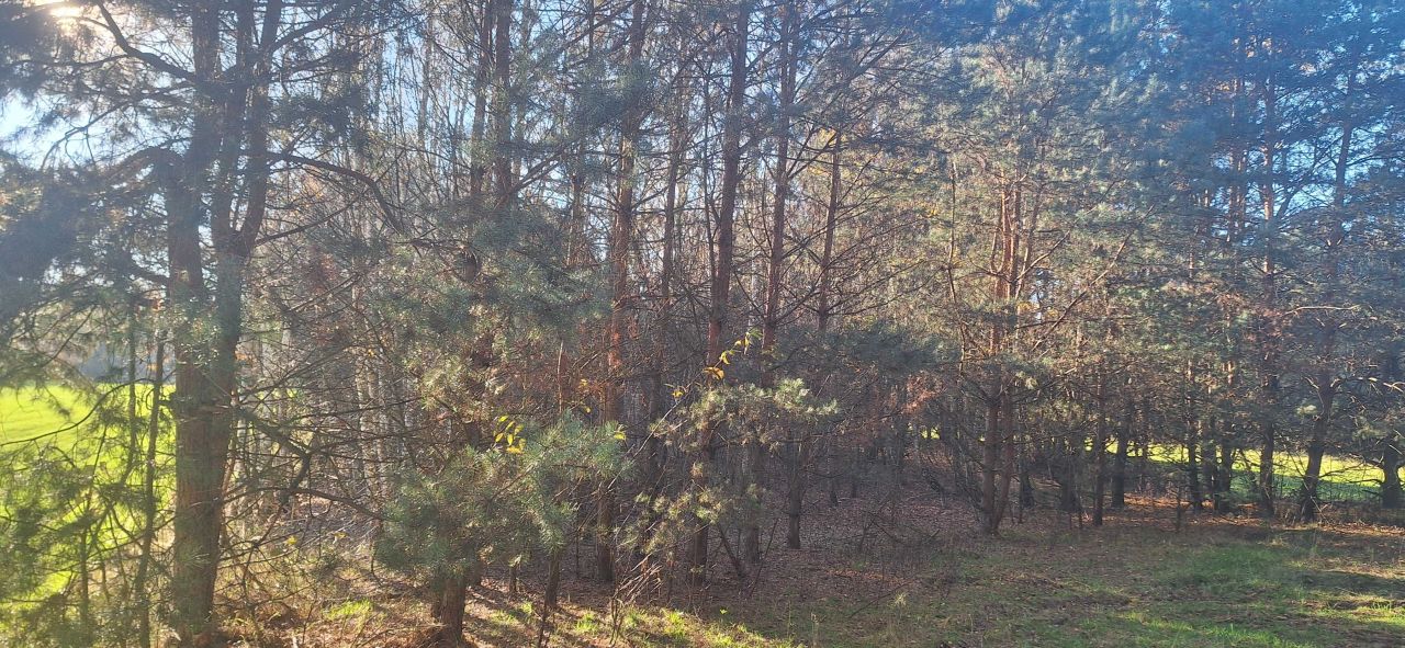 Działka leśna Zawady. Zdjęcie 2