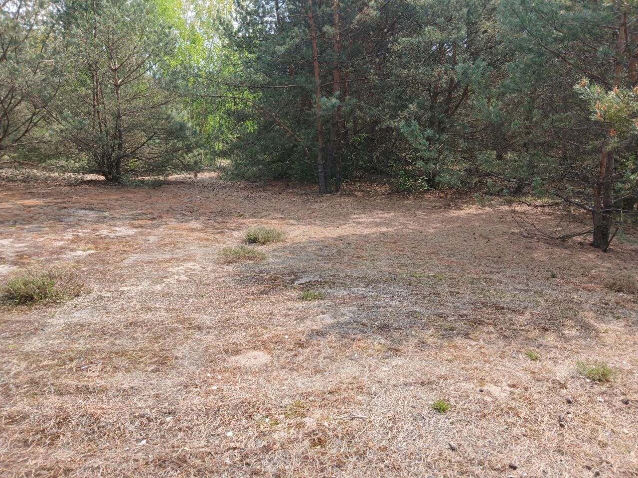Działka budowlana Helenów. Zdjęcie 7