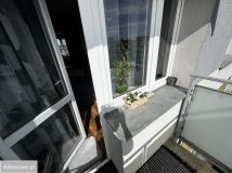 Mieszkanie 1-pokojowe Mińsk Mazowiecki Centrum, ul. Stefana Okrzei. Zdjęcie 2