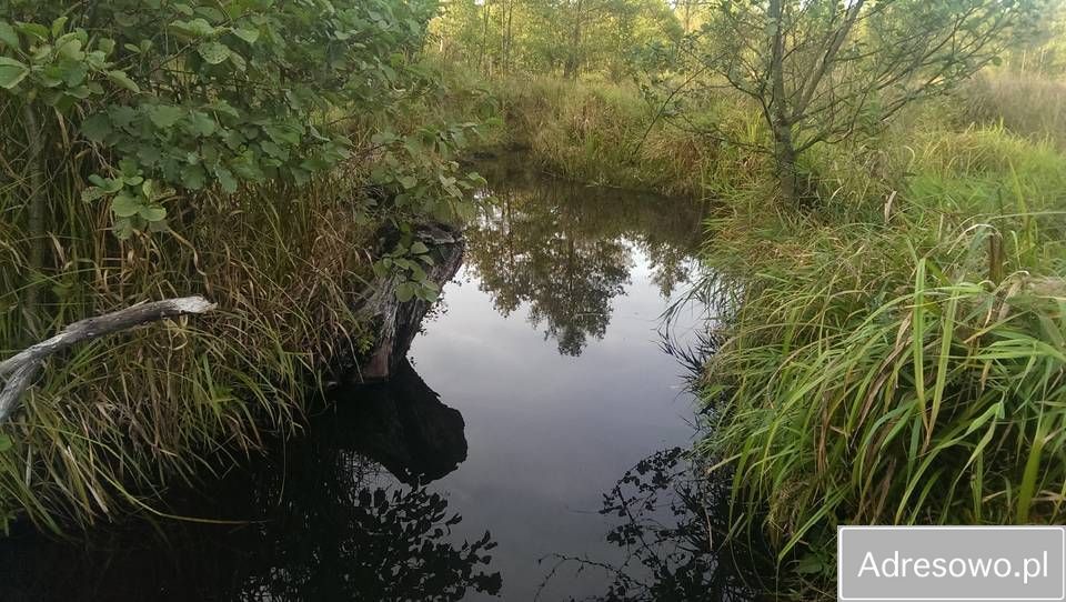 Działka leśna Szczechowo. Zdjęcie 5