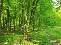 Działka rekreacyjna Dąbrowa. Zdjęcie 4