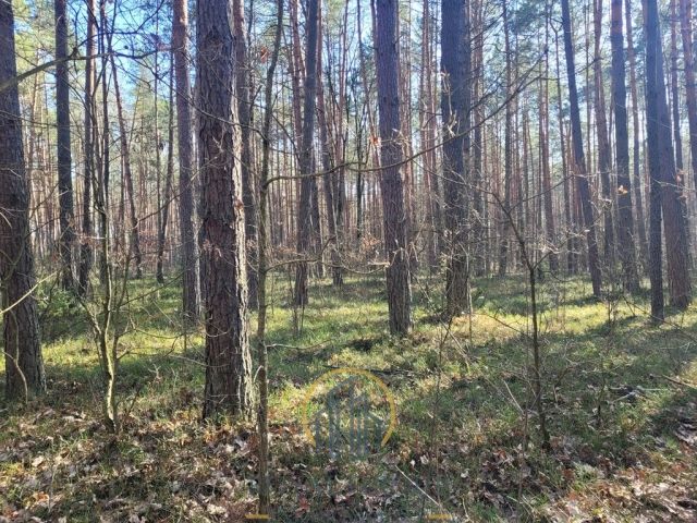 Działka leśna Jawidz. Zdjęcie 3