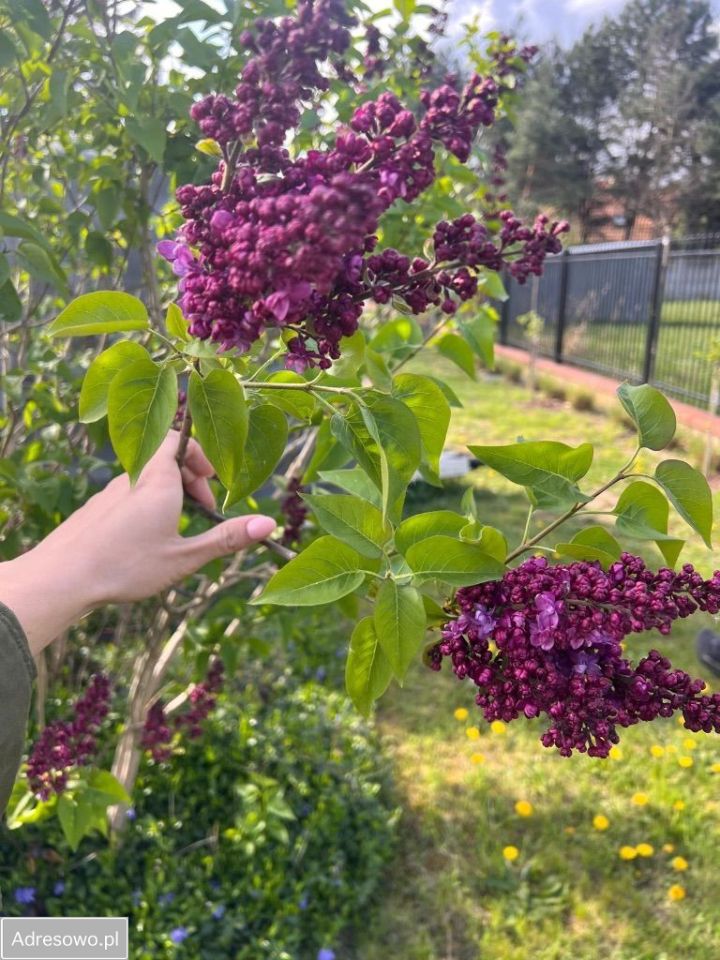 Działka budowlana Łazy, ul. Usługowa. Zdjęcie 2