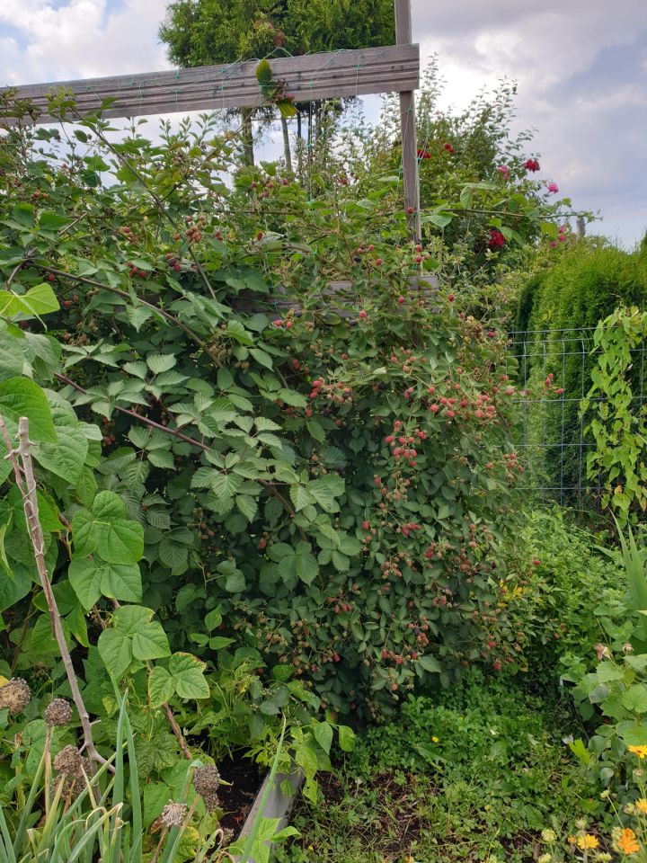 Działka rod Szczecin Śródmieście, ul. Marynarska. Zdjęcie 19