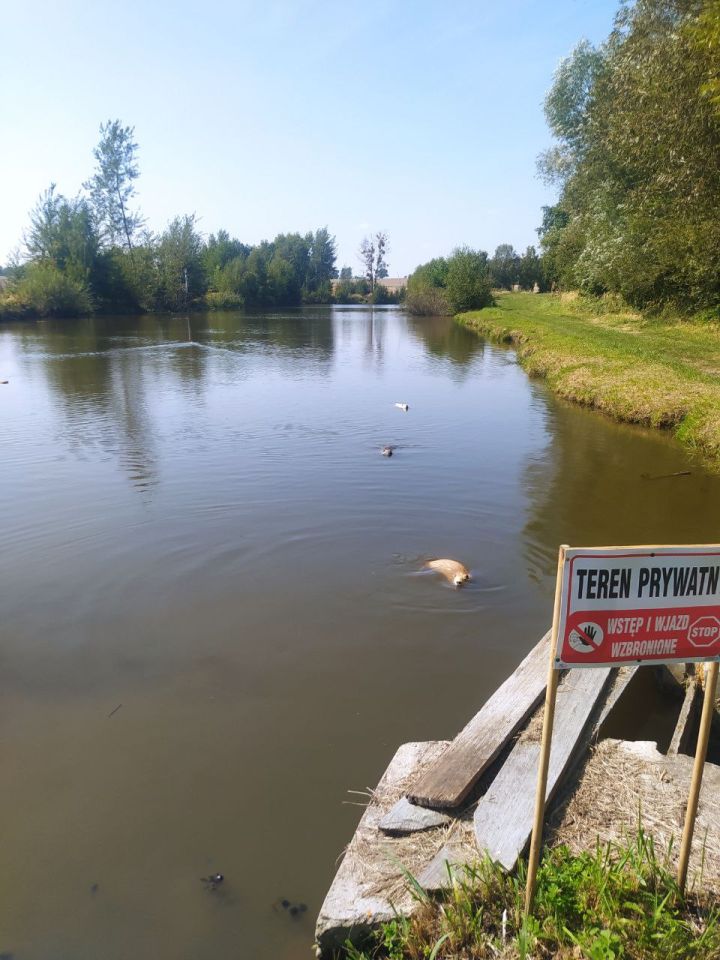 Działka budowlana Pęczelice. Zdjęcie 1