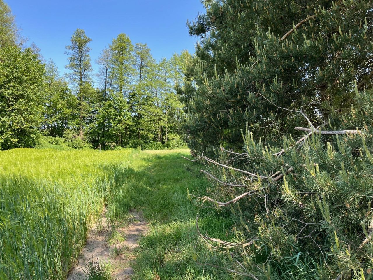 Działka rolno-budowlana Surmacze. Zdjęcie 16