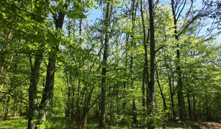 Działka leśna Niwiski