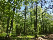 Działka leśna Niwiski