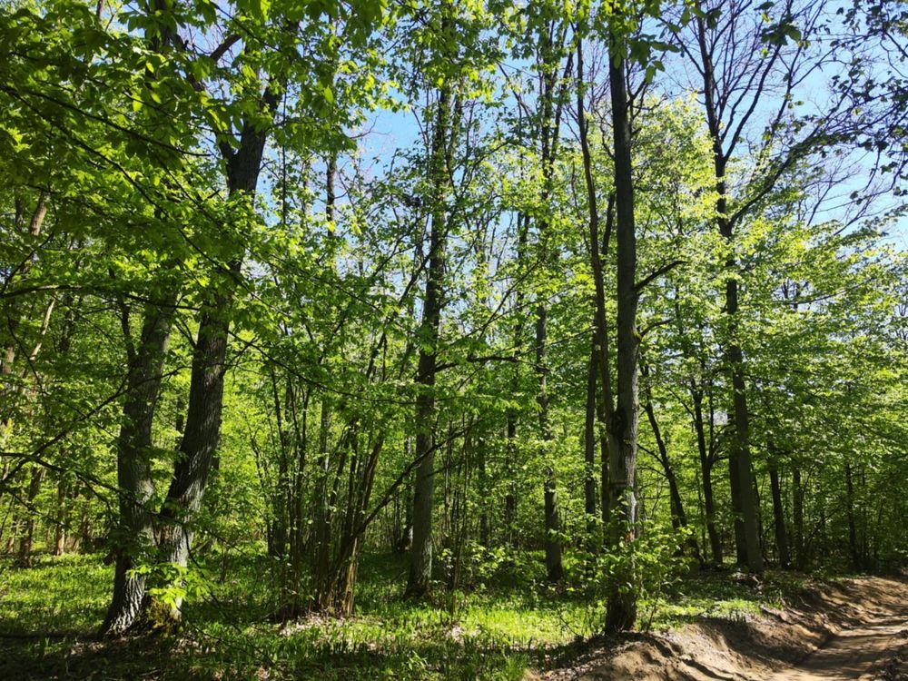 Działka leśna Niwiski