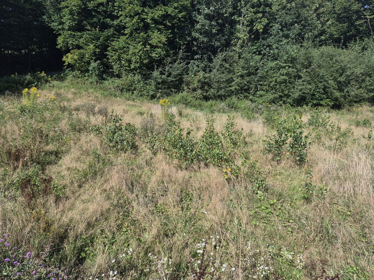 Działka budowlana Kipszna. Zdjęcie 3