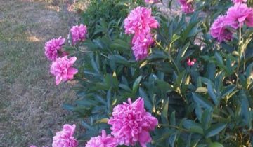 Działka rod Opalenica, ul. Parkowa