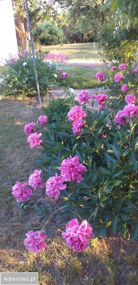 Działka rod Opalenica, ul. Parkowa. Zdjęcie 2