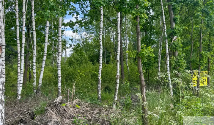 Działka budowlana Wola Rowska