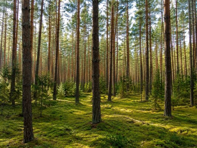 Działka leśna Dąbrowa. Zdjęcie 1