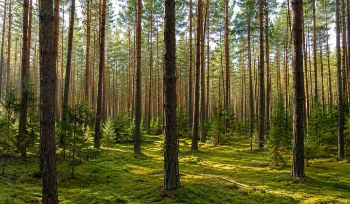 Działka leśna Dąbrowa