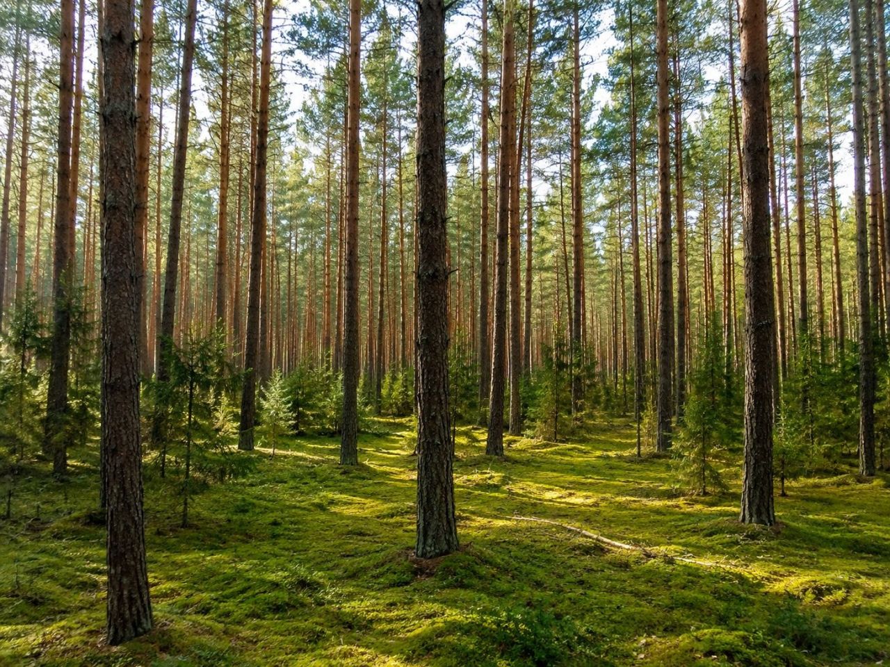 Działka leśna Dąbrowa. Zdjęcie 1
