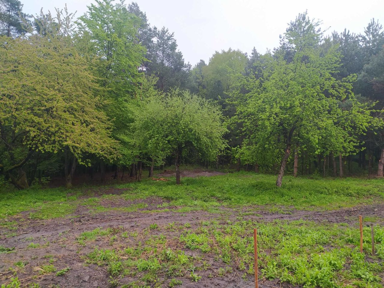 Działka Trzepieciny. Zdjęcie 2