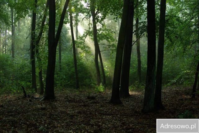 Działka leśna Skaszewo Włościańskie
